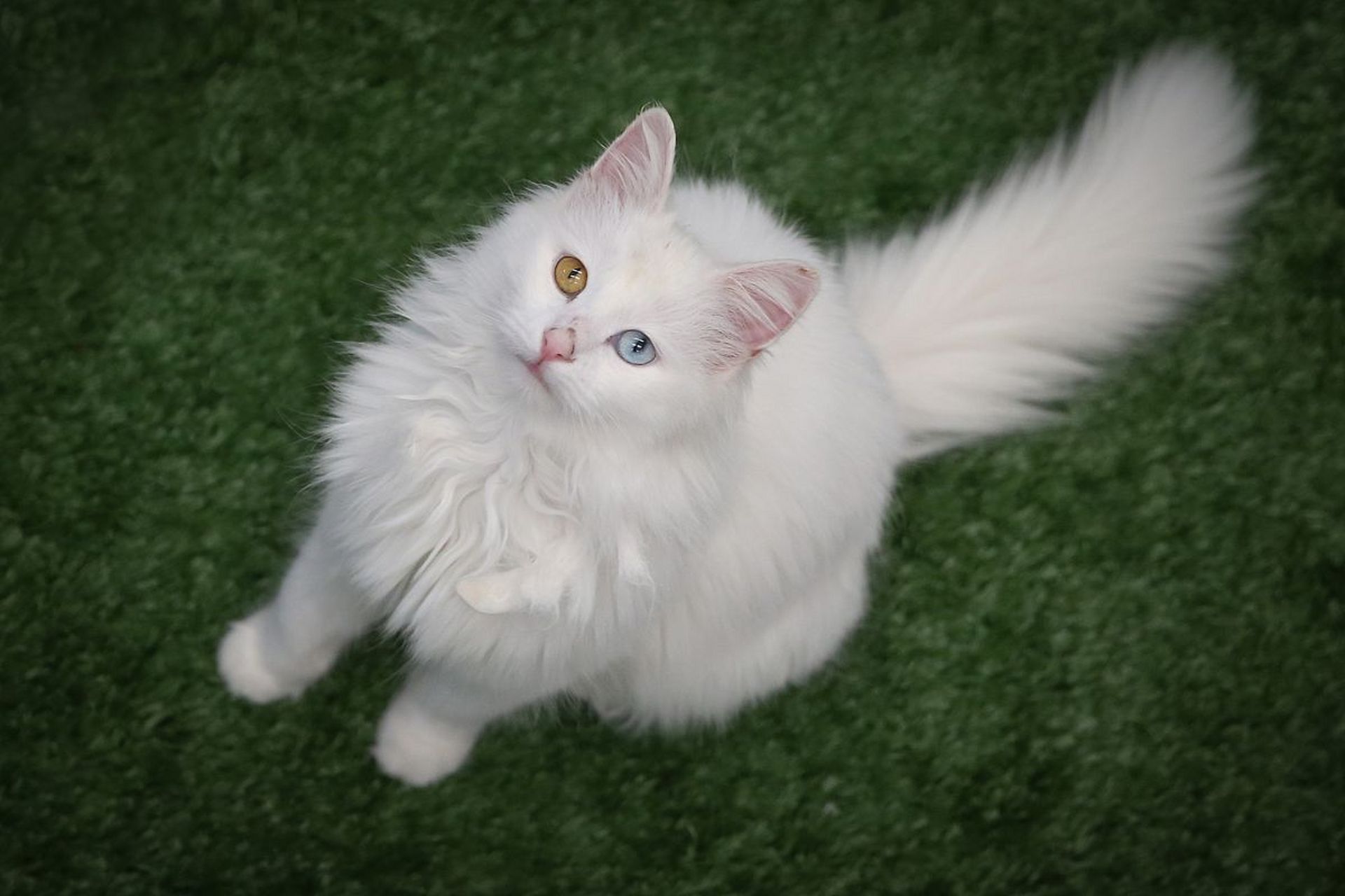 白色长毛,蓝色眼睛和狮子般的外观让它在国内外享有盛誉.