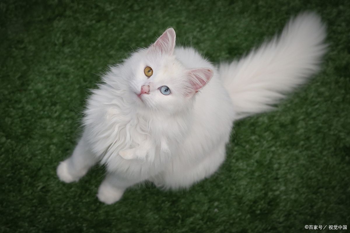 狮子猫是什么品种猫