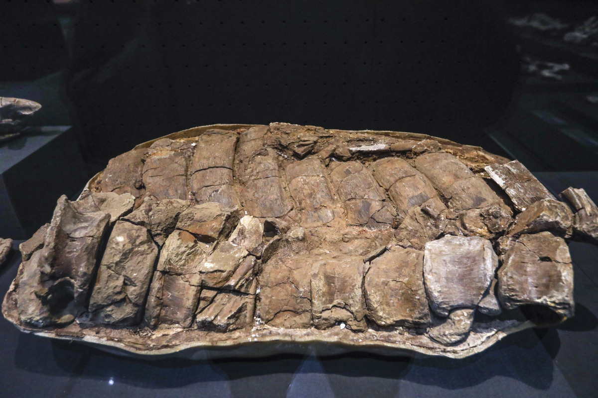 和它有何千丝万缕的关系腊玛古猿开远 腊玛古猿化石腊玛古猿化石照片