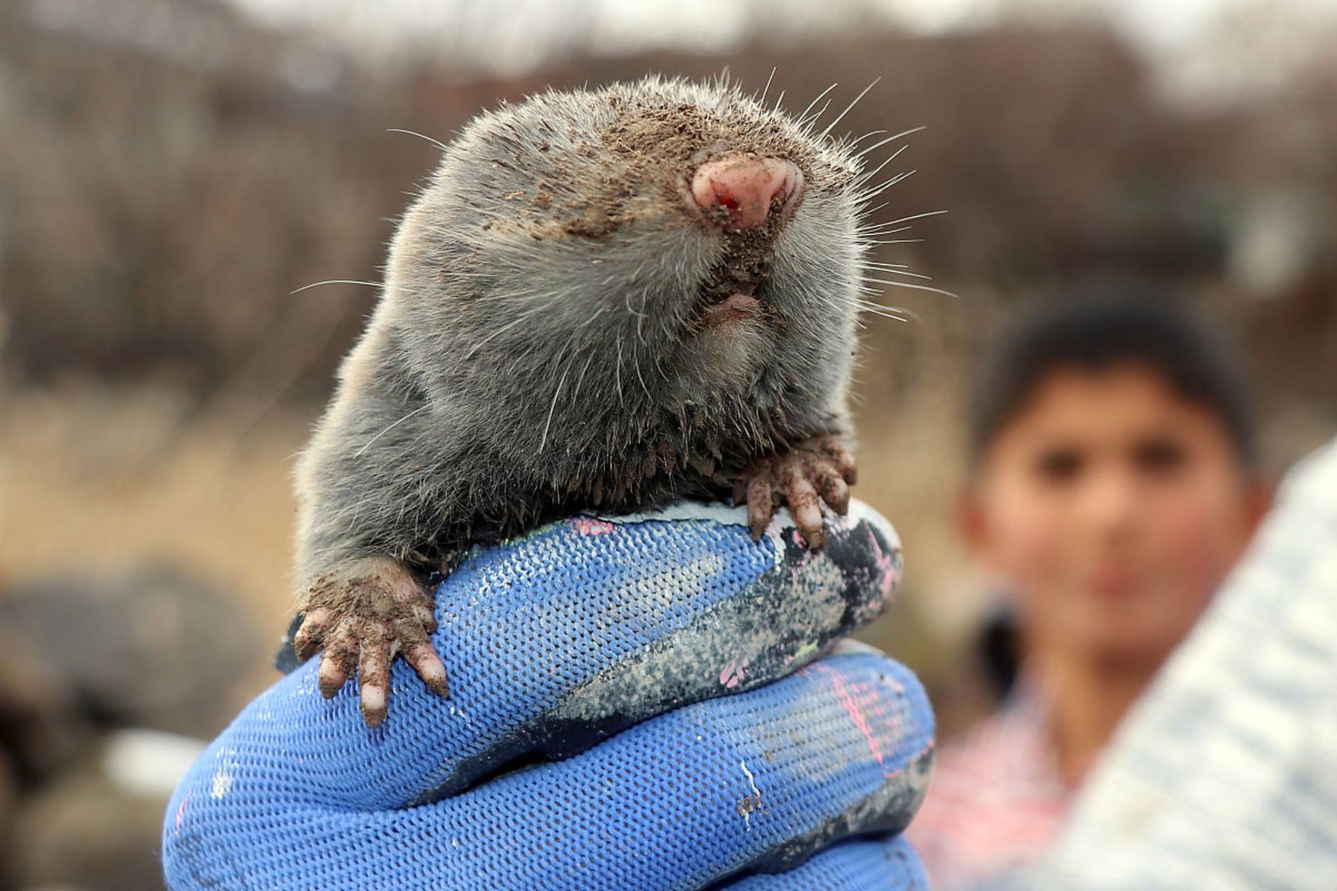 小鼯鼠,只有手掌大小.#动物趣图
