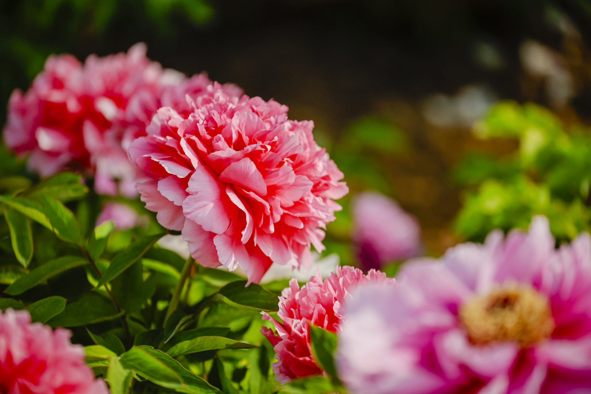 牡丹花代表着典雅高贵,雍容华贵,富贵吉祥,  我们也经常在表达美好