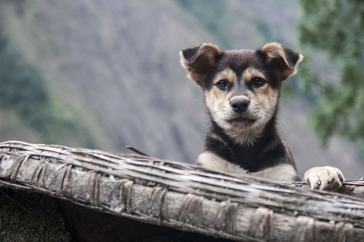 了解土狗  土狗,又名村狗,是我国传统的农村品种.