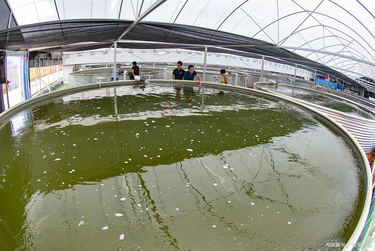 自来水养鱼为什么会死