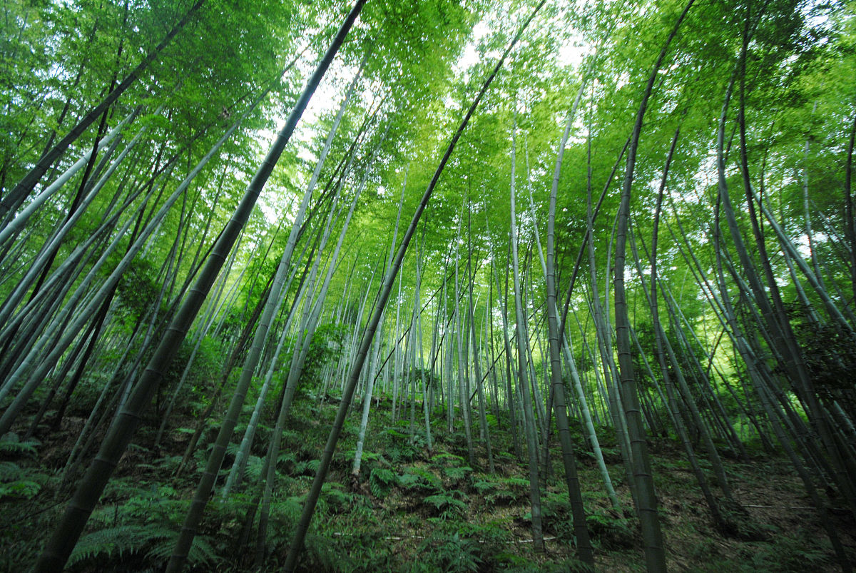 宜宾蜀南竹海的绿色世界有多迷人,住在哪里最方便享受竹林美景?
