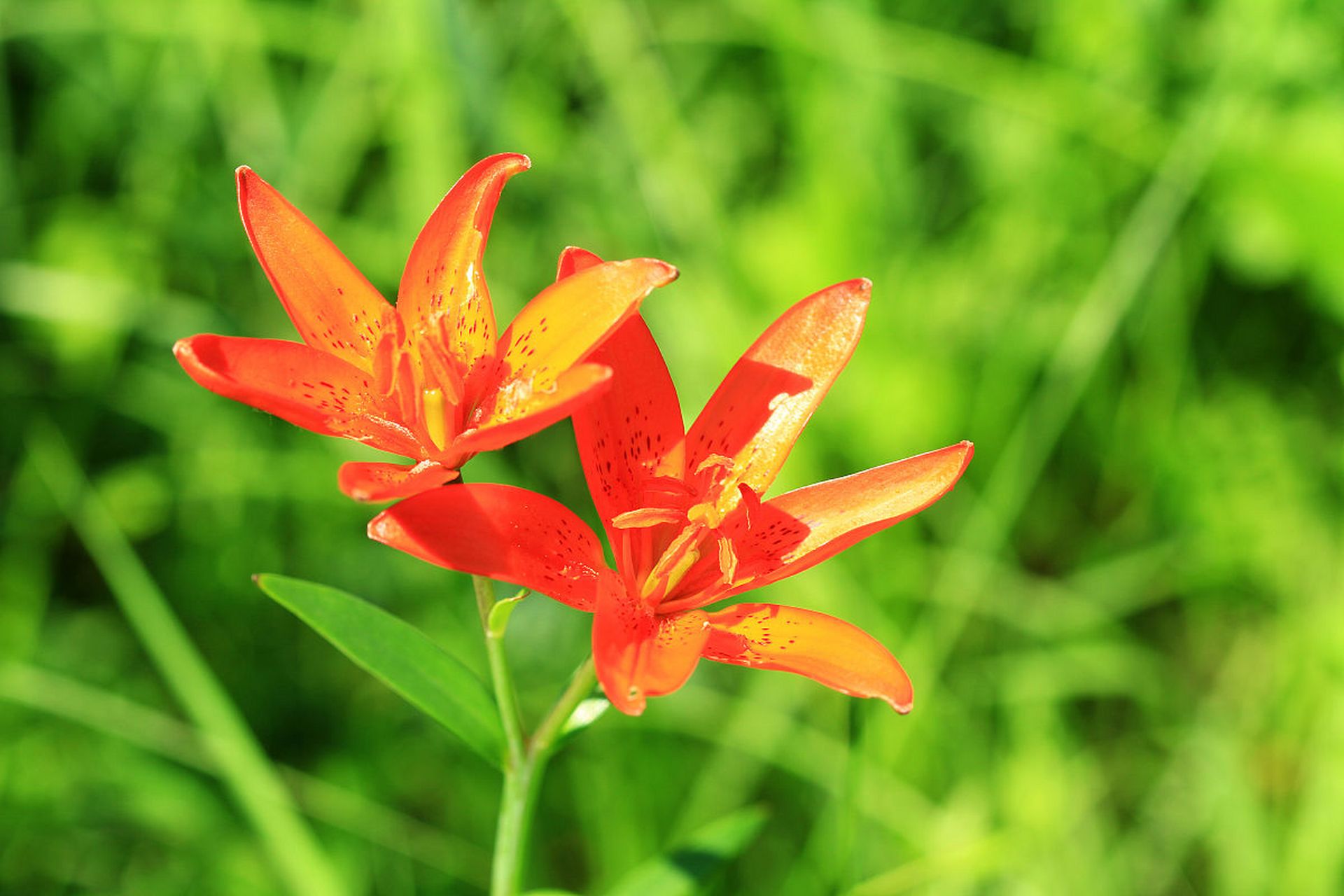 你看,十三朵. 山丹丹记得自己的岁数.