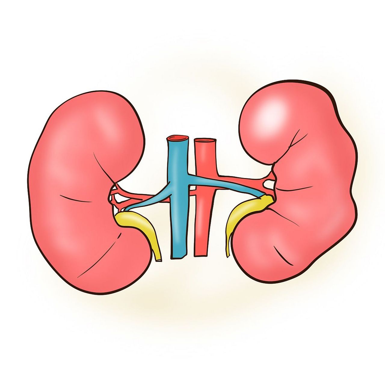 网上一位网友分享,仅供参考 肾脏的功能,主要有两个:一个主水,一个藏