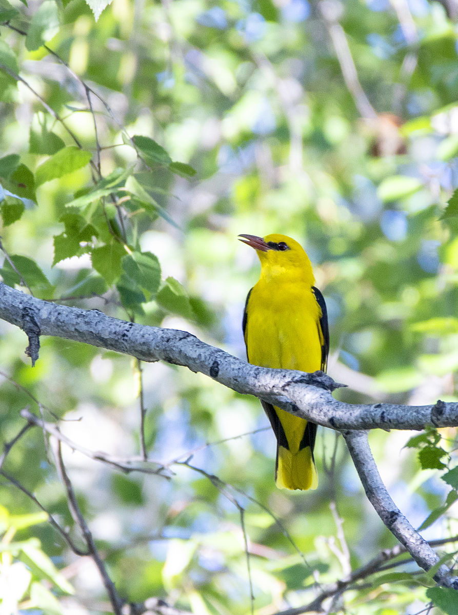 知道我国的国花和国鸟是什么吗?
