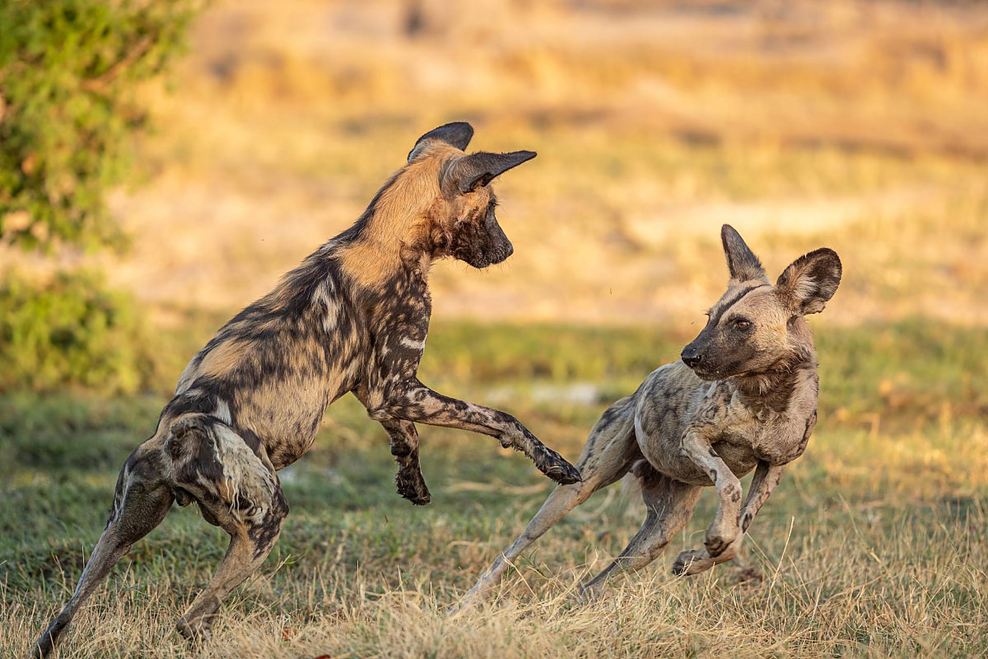 野狗和鬣狗的区别主要体现在三个方面. 一是科属上,野狗属于犬科的.