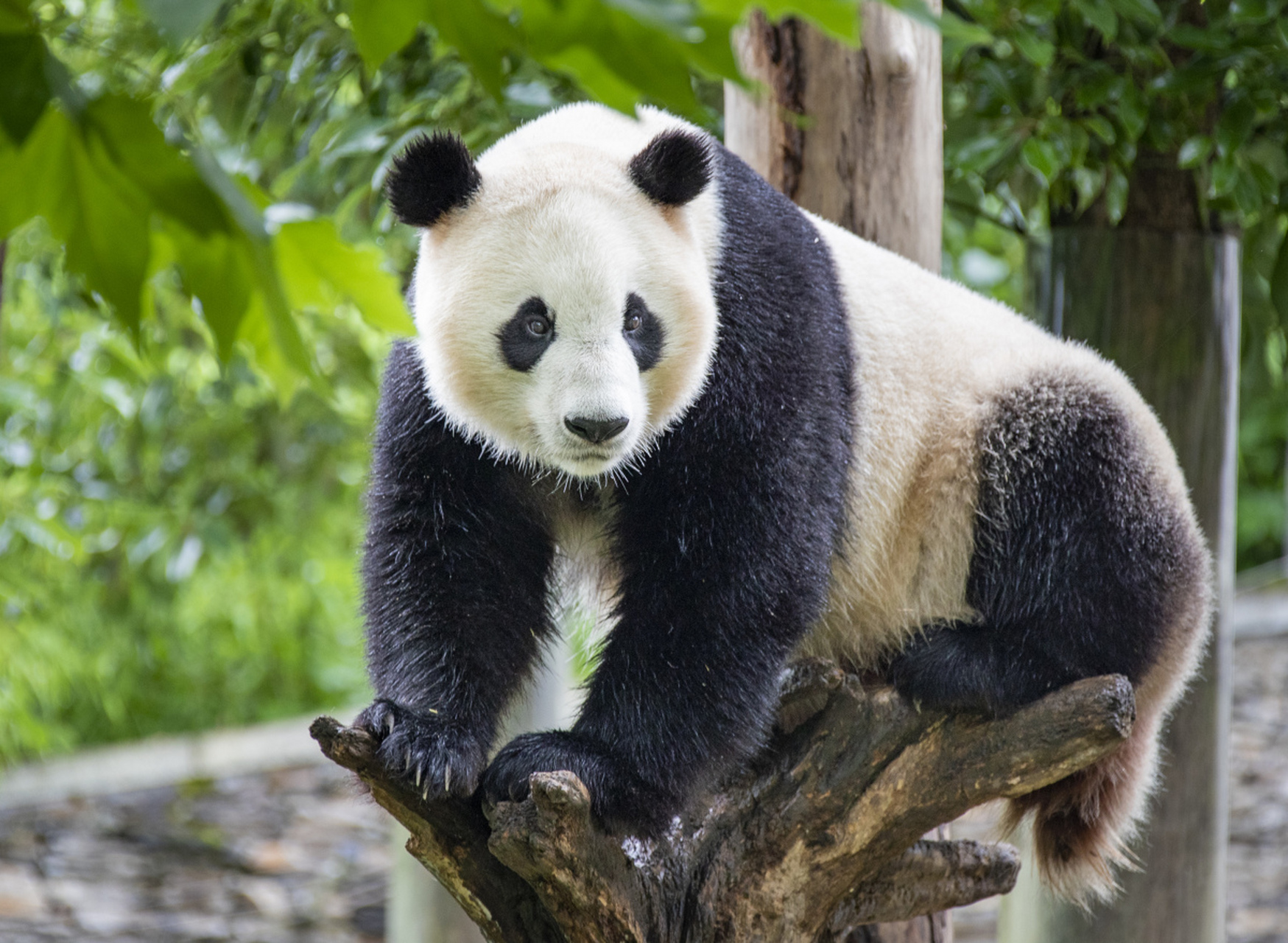 大熊猫身体胖软,头圆脸短,头部和身体毛色黑白相间,四肢和肩膀是黑色