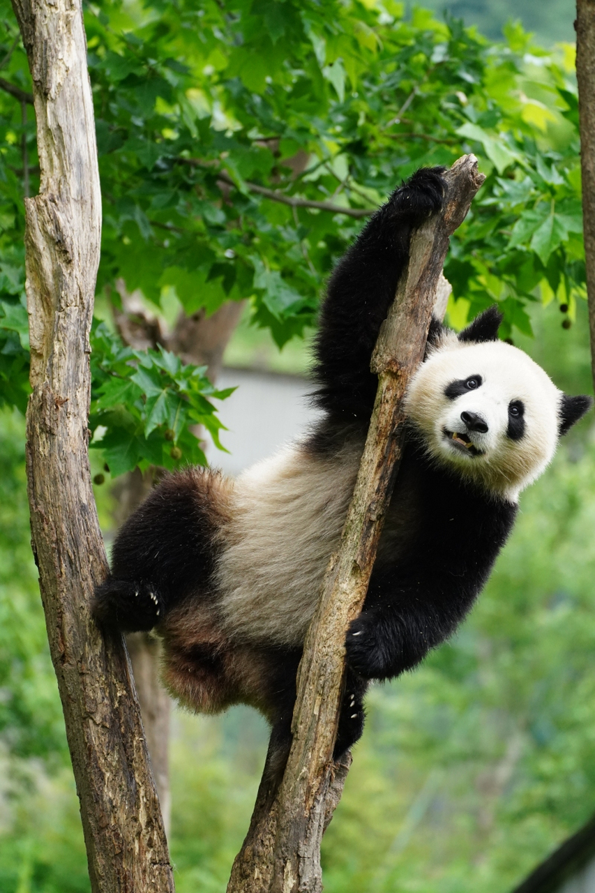 大熊猫身体胖软,头圆脸短,头部和身体毛色黑白相间,四肢和肩膀是黑色