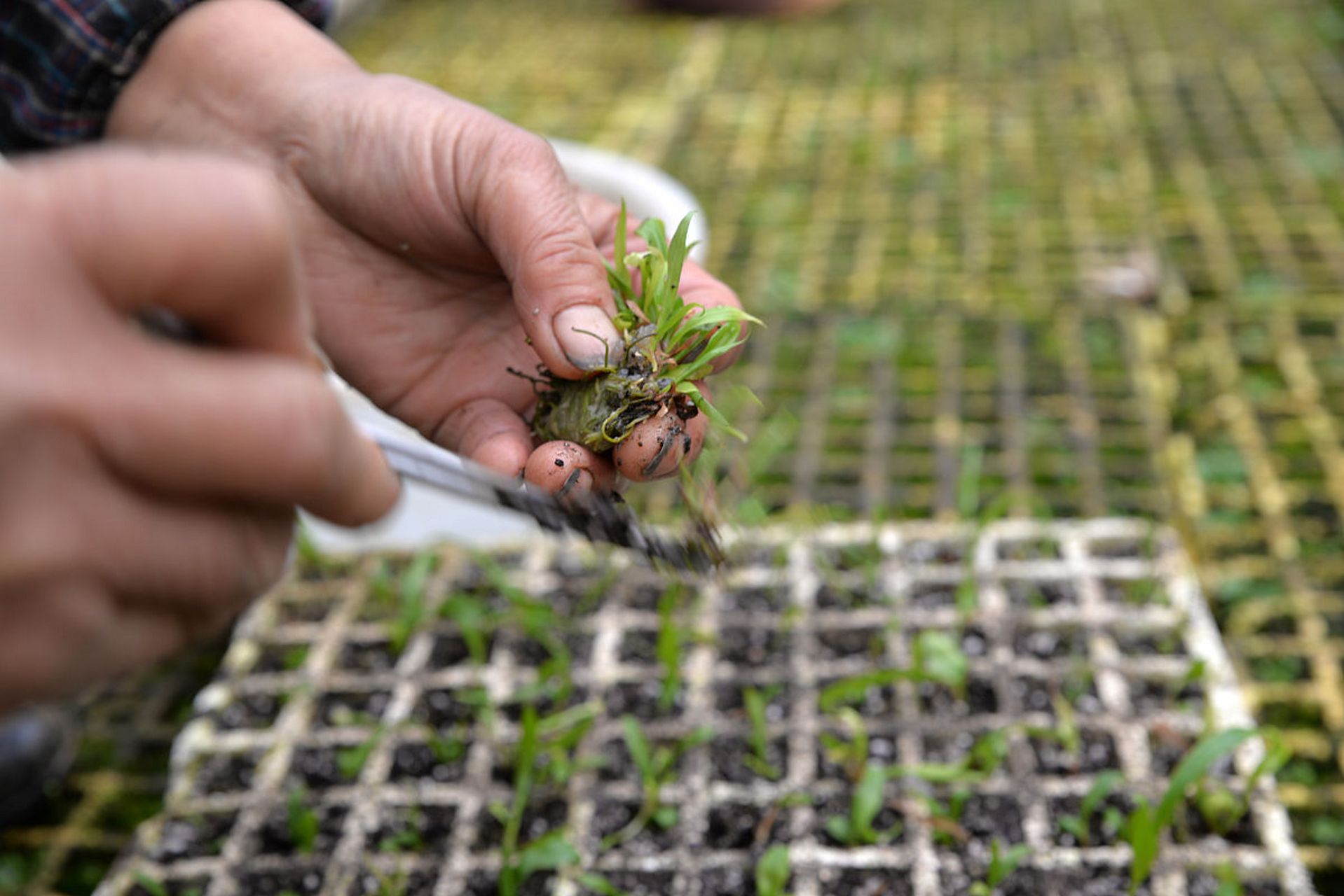 金蝉幼苗生长于热带雨林中,外观如小型苔藓植物,拥有昆虫活动特性,并
