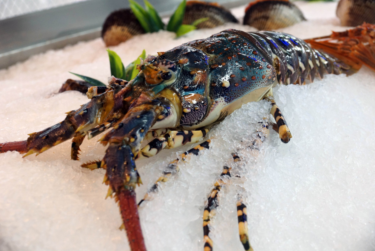 波龙价格回涨,加拿大产季已全部结束