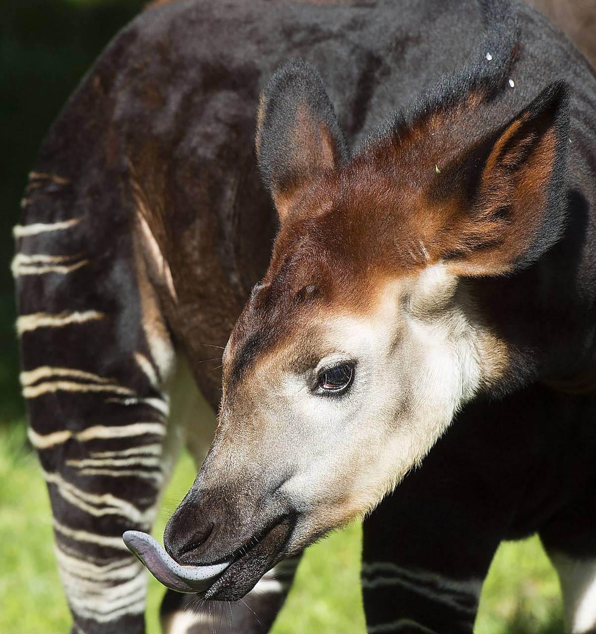 霍加狓:霍加狓是一种外形奇特的动物,它有着长颈鹿一样的身体和斑马一