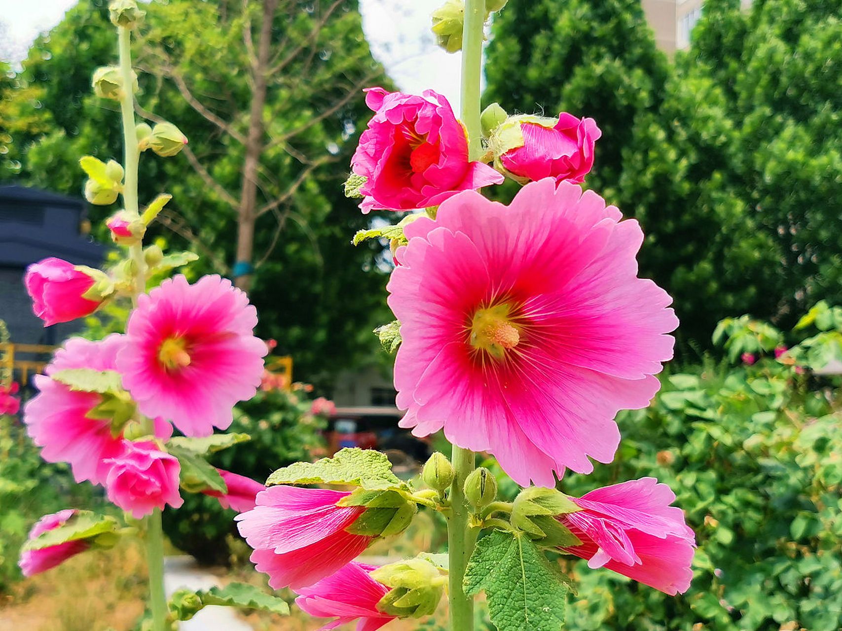 蜀葵花又叫大麦熟,还叫一丈红,在容姐所在的河北石家庄晋州这里,又叫