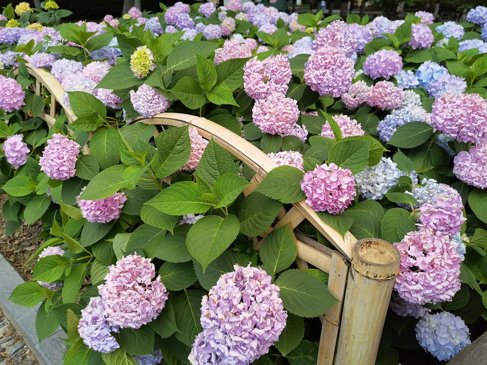 《玉绣球花》宋·黄庚  花神巧学传宫样, 不属针工属化工.