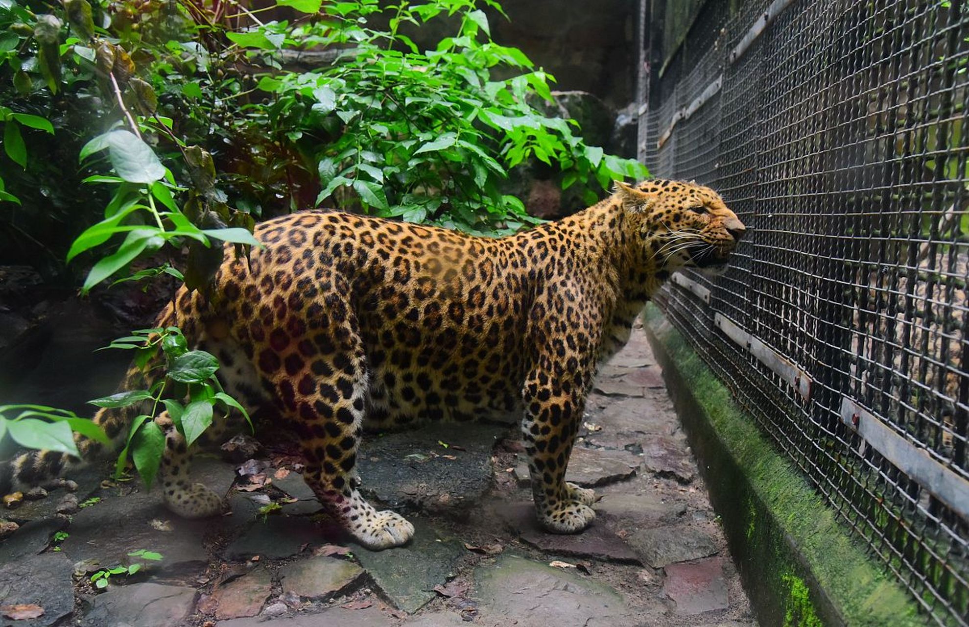 近日,四川攀枝花公园内一只圆润的金钱豹因酷似海豹走红,网友纷纷调侃