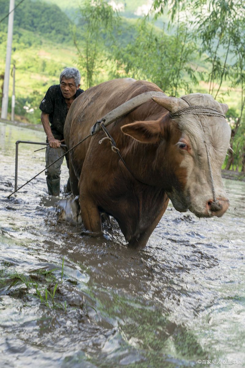 老老实实老实相随.#人生开卷考