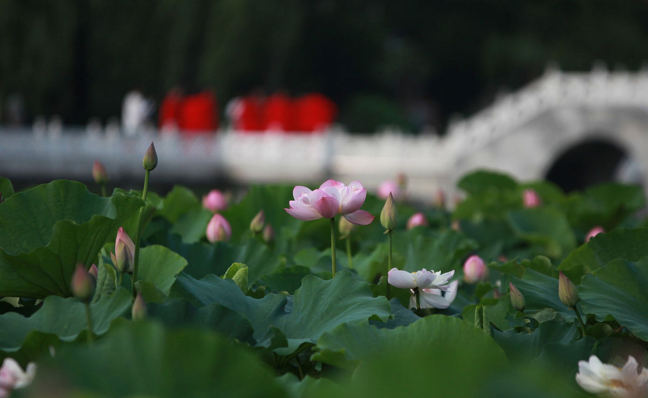 清明时节,长春净月潭的荷塘呈现出初春的生机.