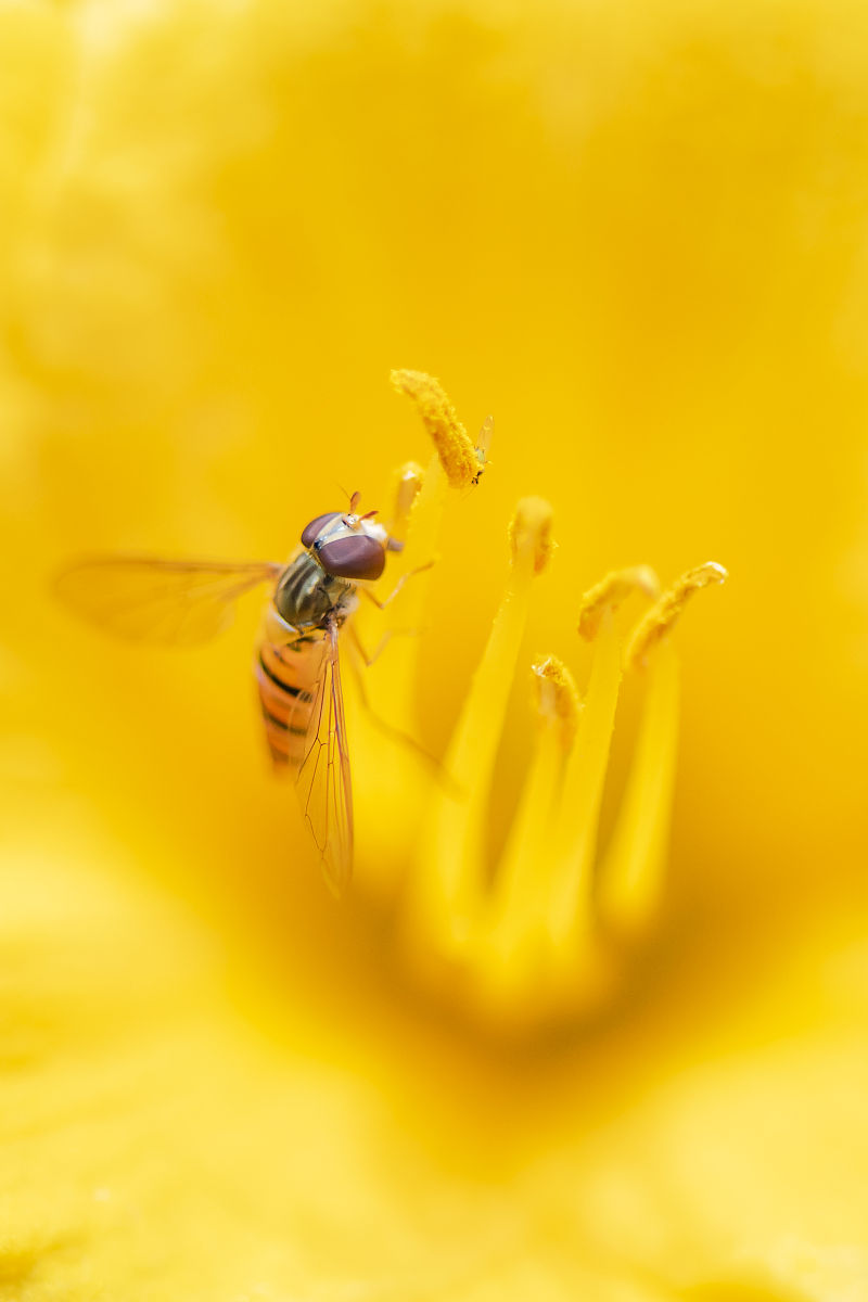 华为 mate 60 微距摄影,让你发现微观世界的奥妙