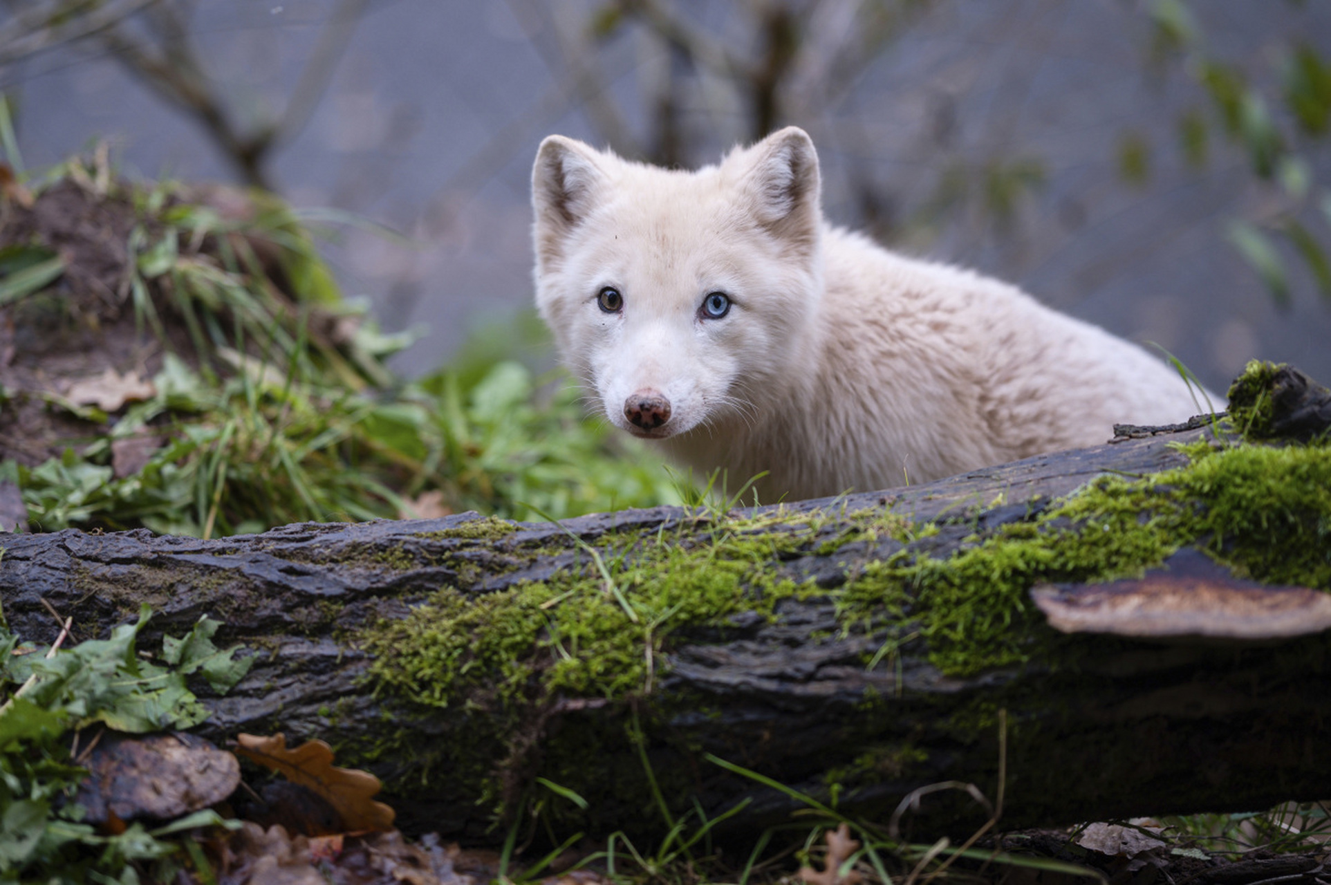 一只奇特的异瞳北极狐,一只眼睛是黄色象征沙漠,一只是蓝色象征大海!