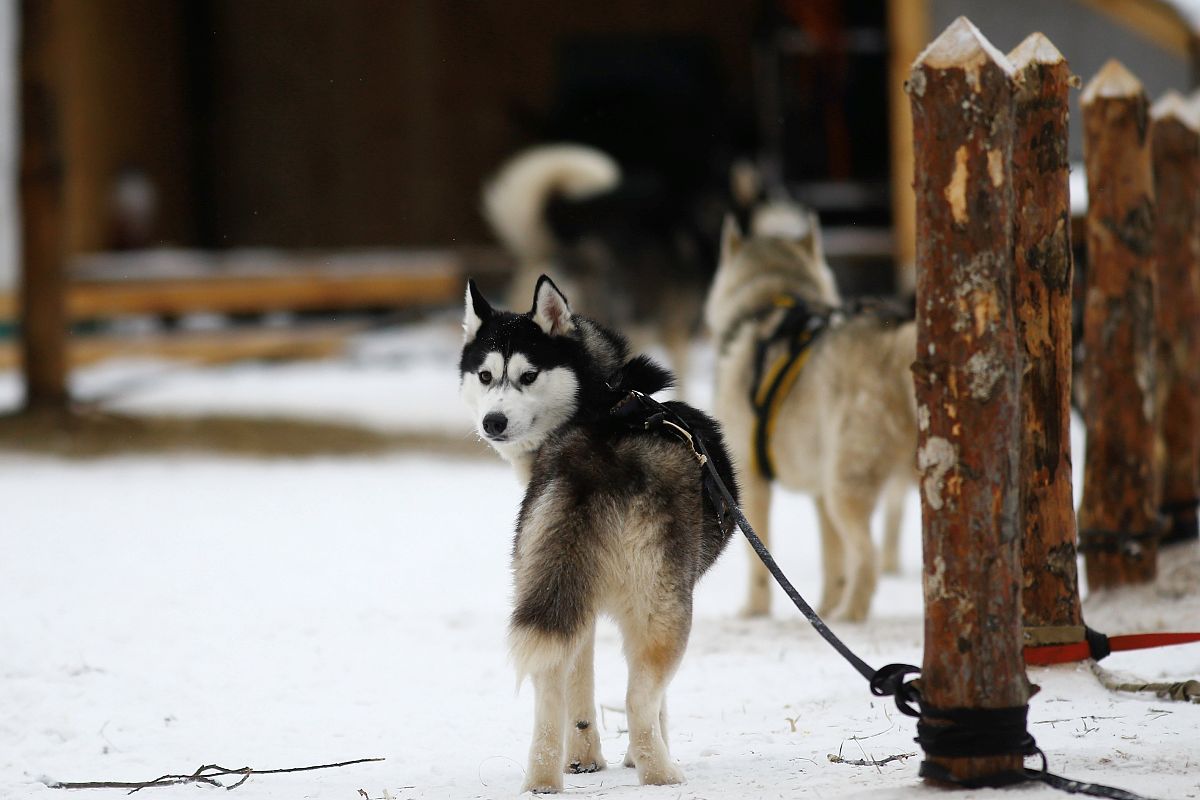 牧羊犬和雪橇犬,你更喜歡養哪種?哈士奇為什麼會拆家?