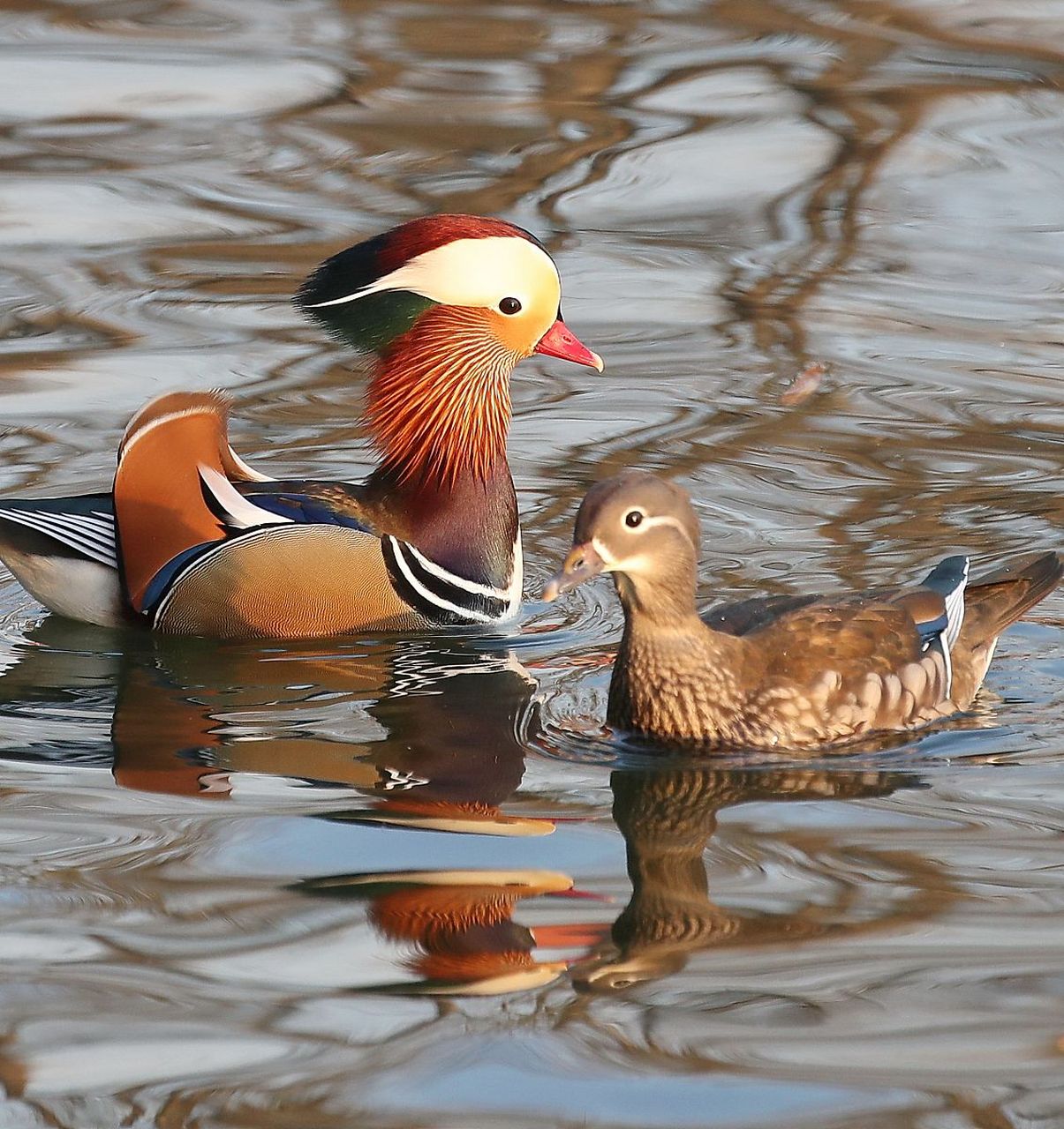 鸳鸯鸭,水中的璀璨明珠!揭秘其鲜艳羽毛与性别差异.