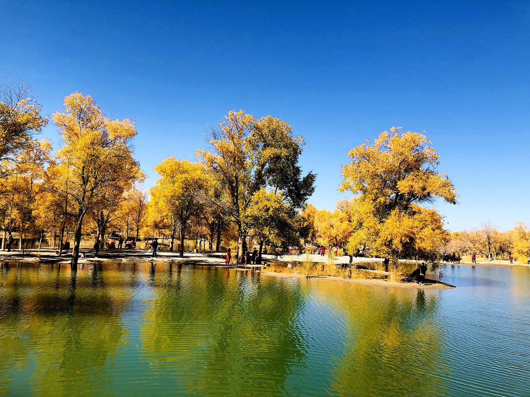 金塔沙漠胡杨林是位于甘肃省酒泉市金塔县城以西的潮湖林场,为三北