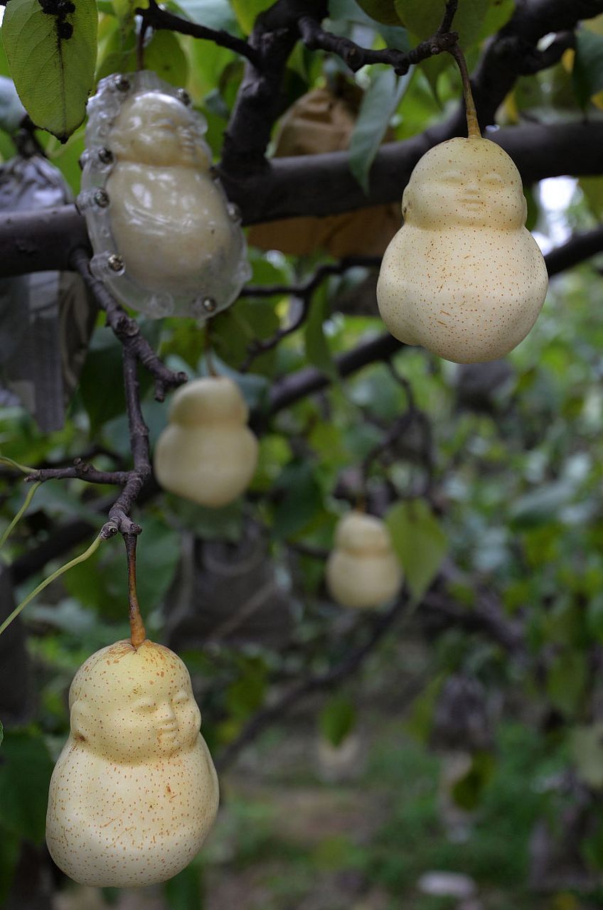 人参果是温性水果,含有丰富的营养元素,具有很好的保健效果.