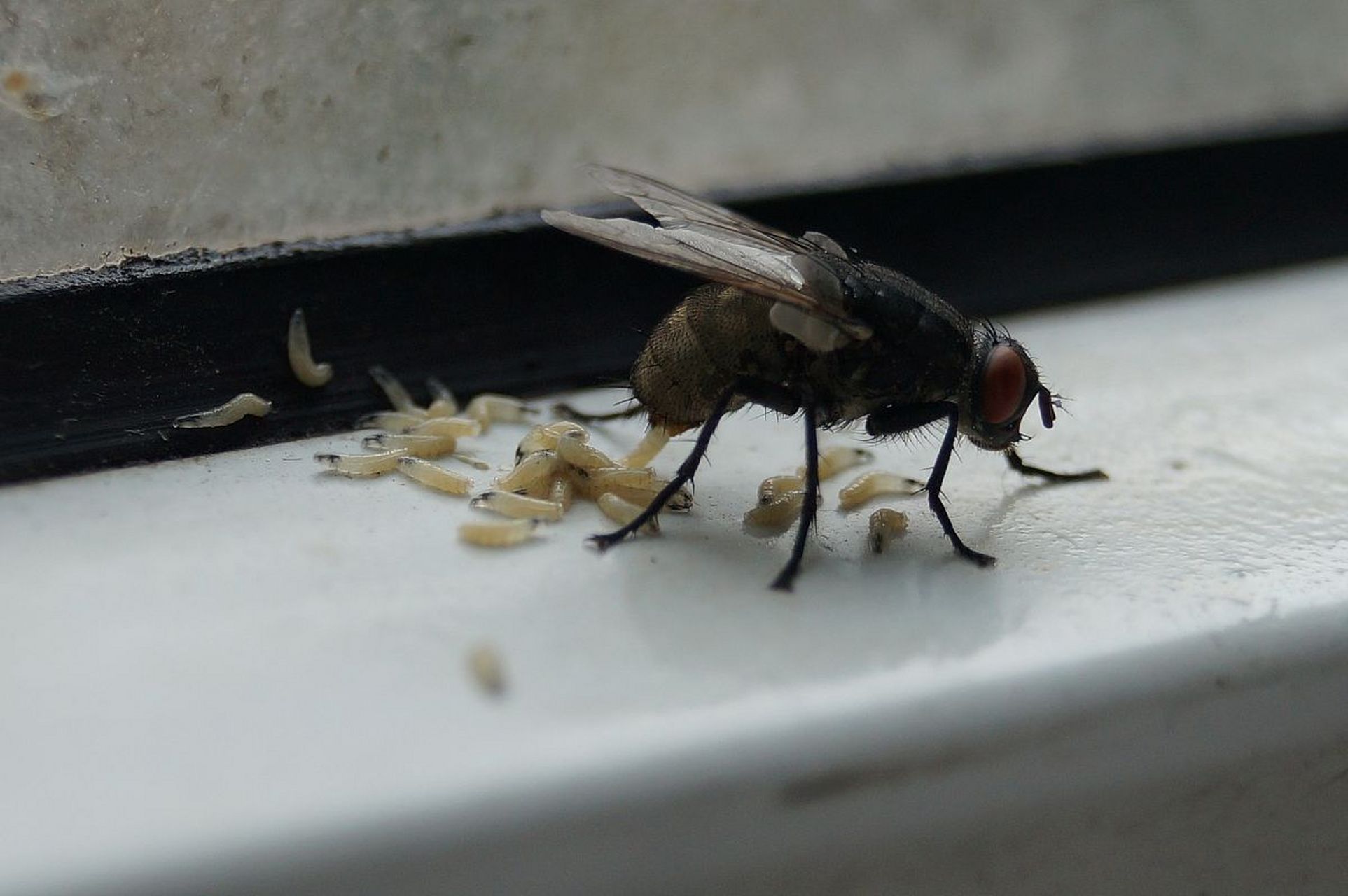 膈应人的感觉就仿佛是看到苍蝇下蛆…欣赏人的感觉就仿佛是看到露珠下