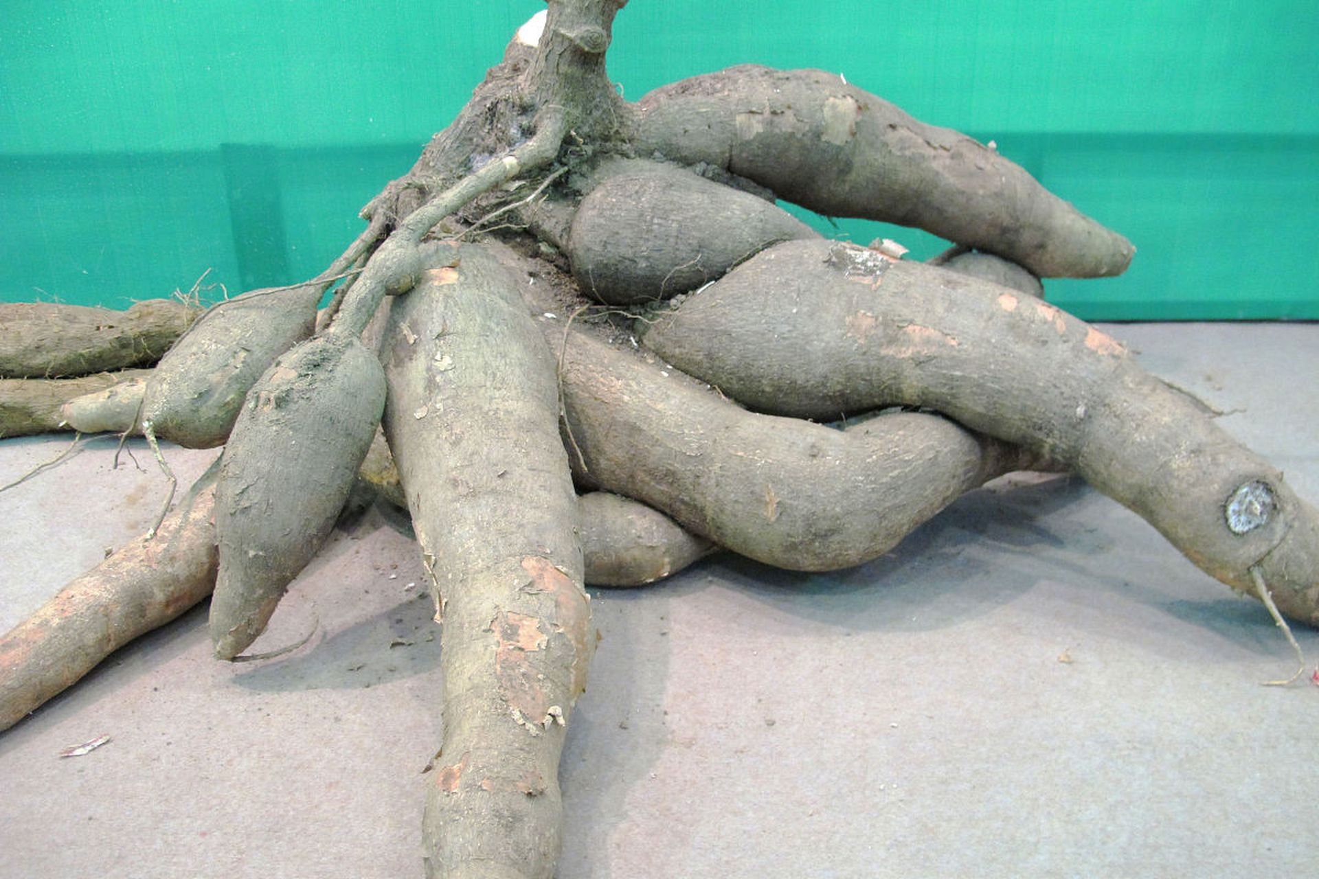 木薯是三大薯类作物之一,具有适应力强,繁殖速度快,产量高,用途广