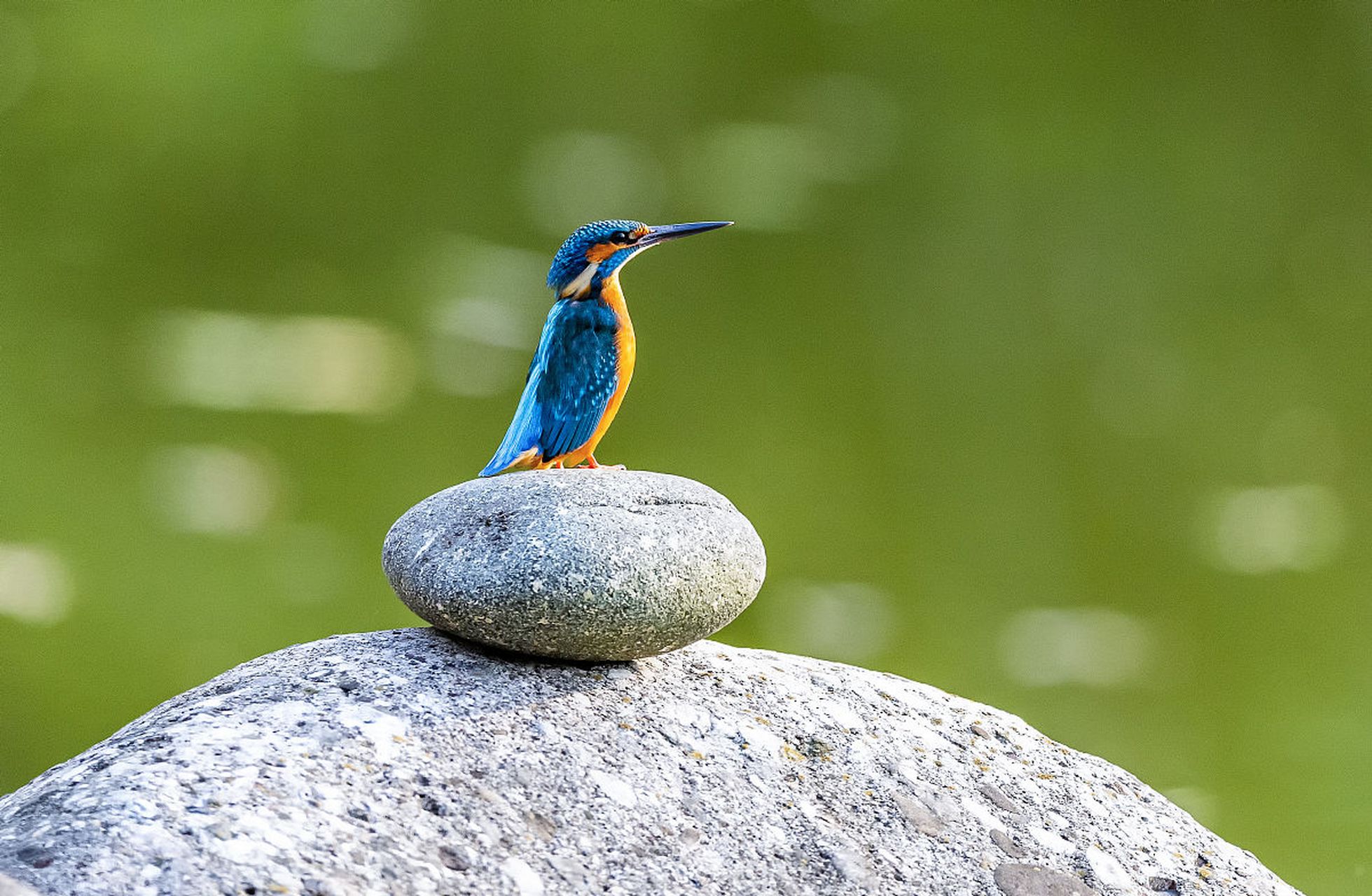 不同的翠鸟种类具有不同的色彩和图案,如普通翠鸟具有明亮的蓝色和
