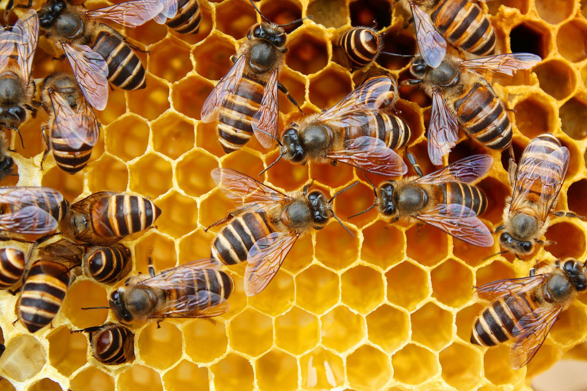 知识创作挑战赛初夏篇# 蜜蜂可以通过学习来识别人脸,甚至能辨别出