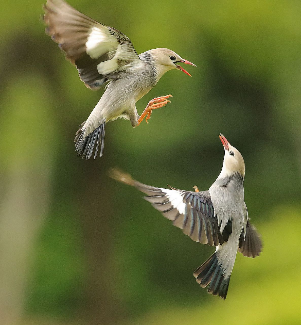 国内文旅# "  愿为晨风鸟,双飞翔北林 . " 676767