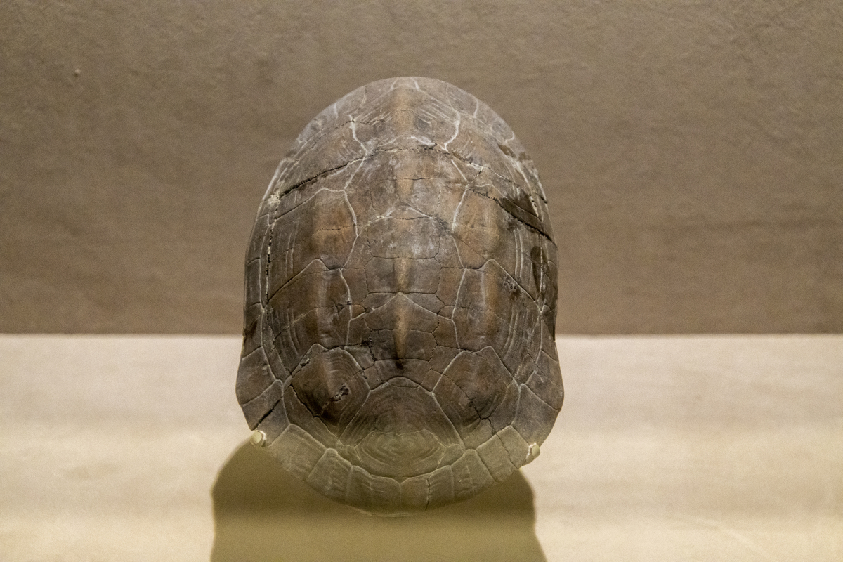 凹甲陆龟为什么叫"麒麟龟"?