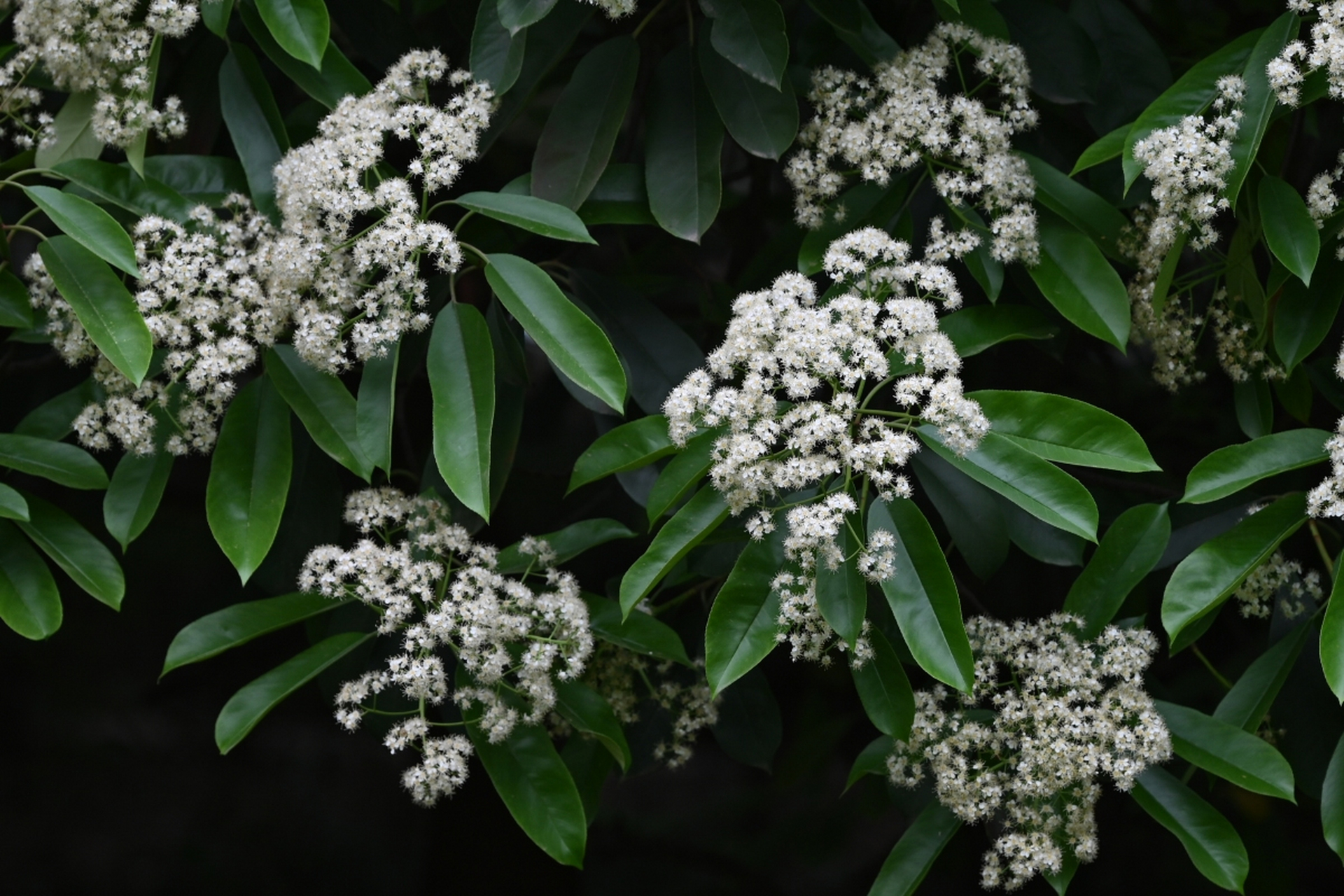 石楠花又腥又臭,为何还大面积栽种?