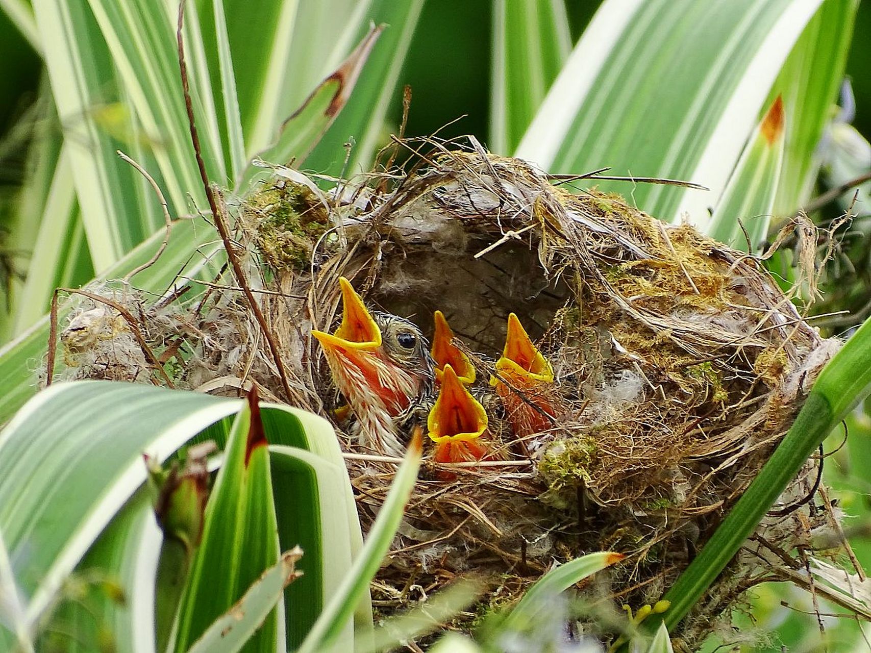 巢中小鸟嗷嗷待哺,鸟妈咪辛勤的飞来飞去.#动物趣图