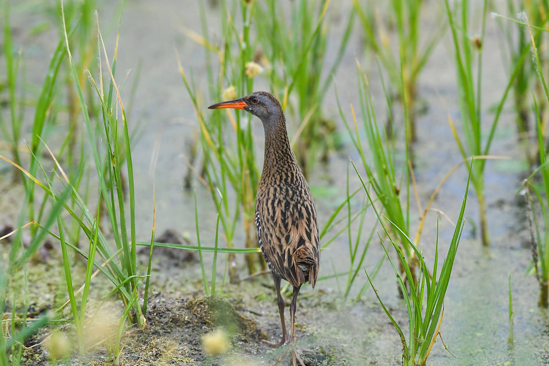 秧鸡在水中和陆地上都能自如行动,它们通常以植物为食,包括种子