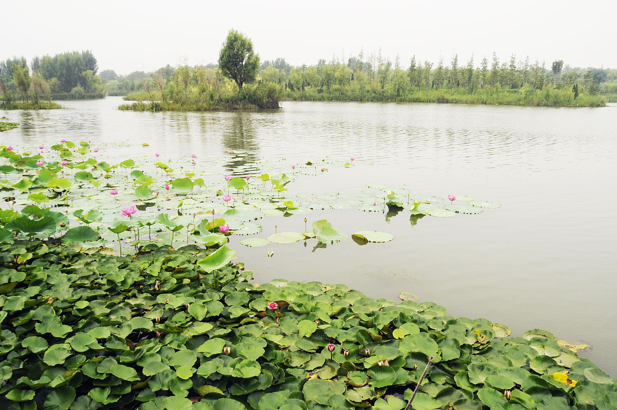 河北保定白洋淀,湿地水乡,夏日避暑是否理想?