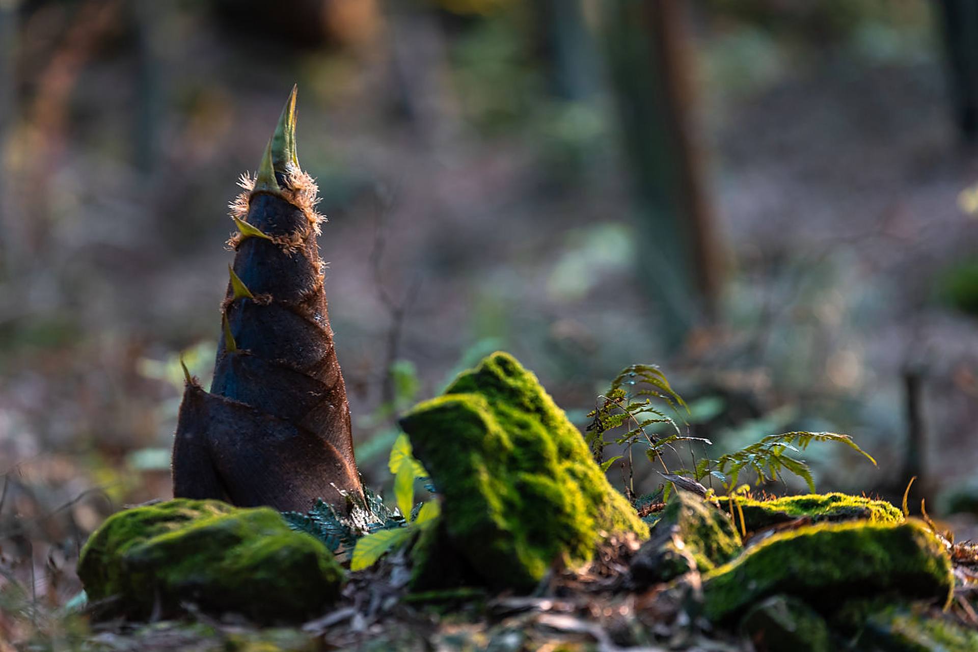 最喜欢的季节# 我喜欢春天,喜欢春笋,它们坚强地破土而出,一节一节