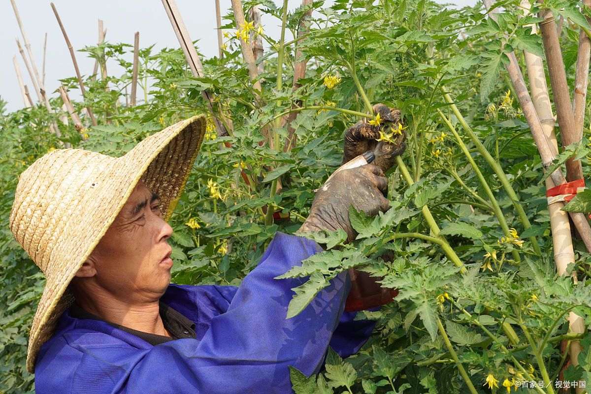 想要避免西红柿旺长,提高西红柿开花坐果率,正确的施肥管理是非常