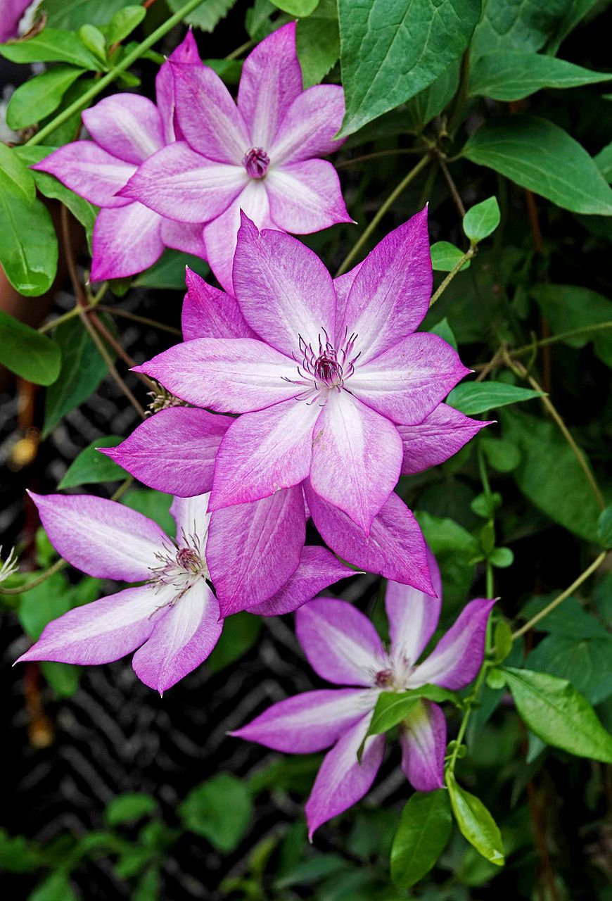 铁线莲的花语主要包括以下几个方面:  1.