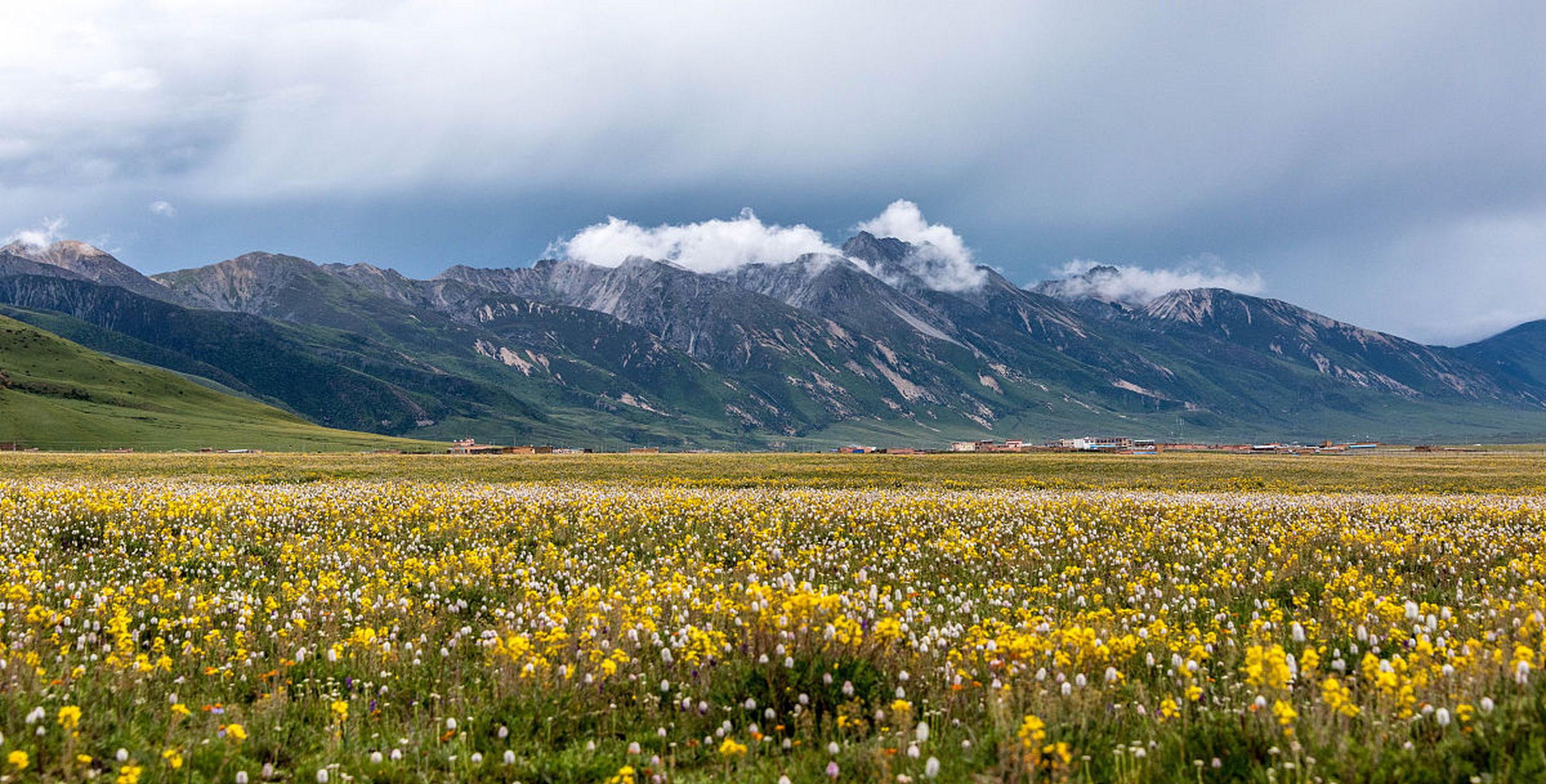 路美文旅# 理塘,洁白的仙鹤,请把双翅借给我,不飞遥远的地方,到理亮