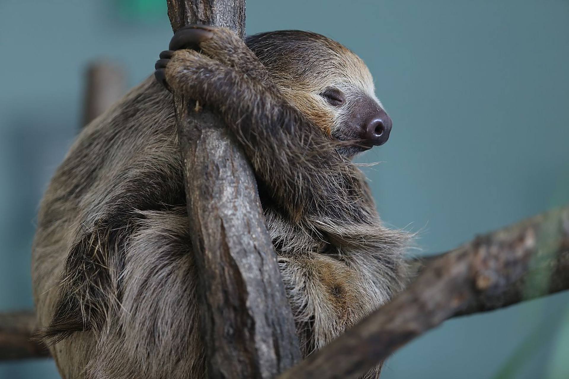 树懒:世界上最慢的哺乳动物,挂在树上,以自己的节奏,悠然自得.睡睡懒