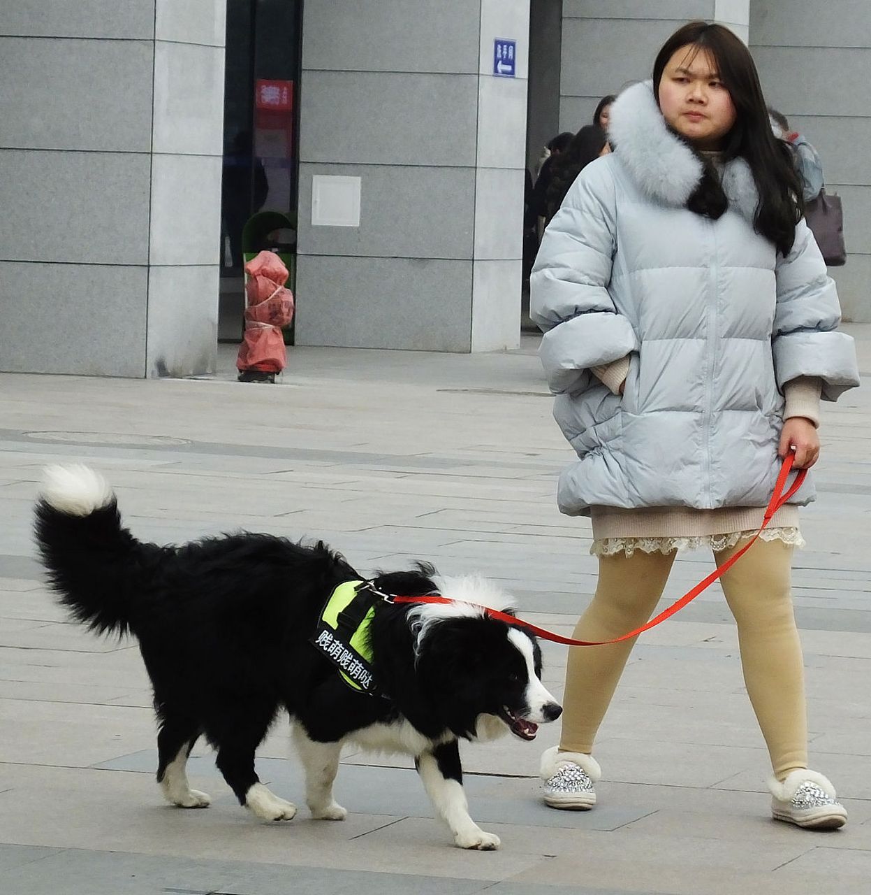 时尚美女遛狗图片