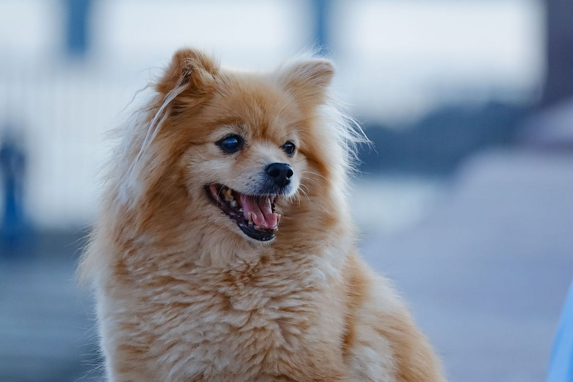 狐狸犬是一种小型犬类,它们的头和身体相对较小,但是耳朵和尾巴非常大