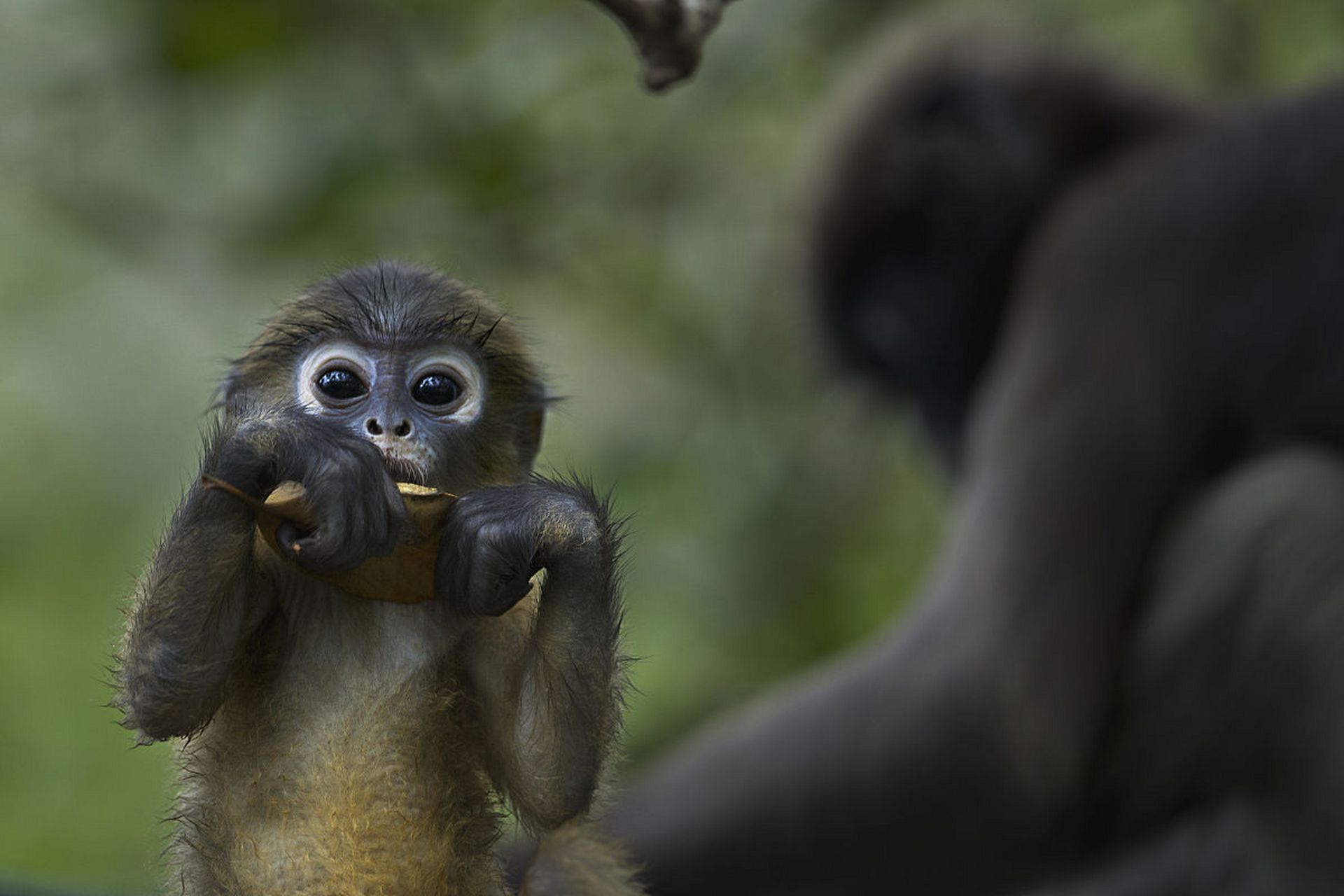 可爱的小猴子,萌萌的小眼睛,小白眼圈. #动物趣图
