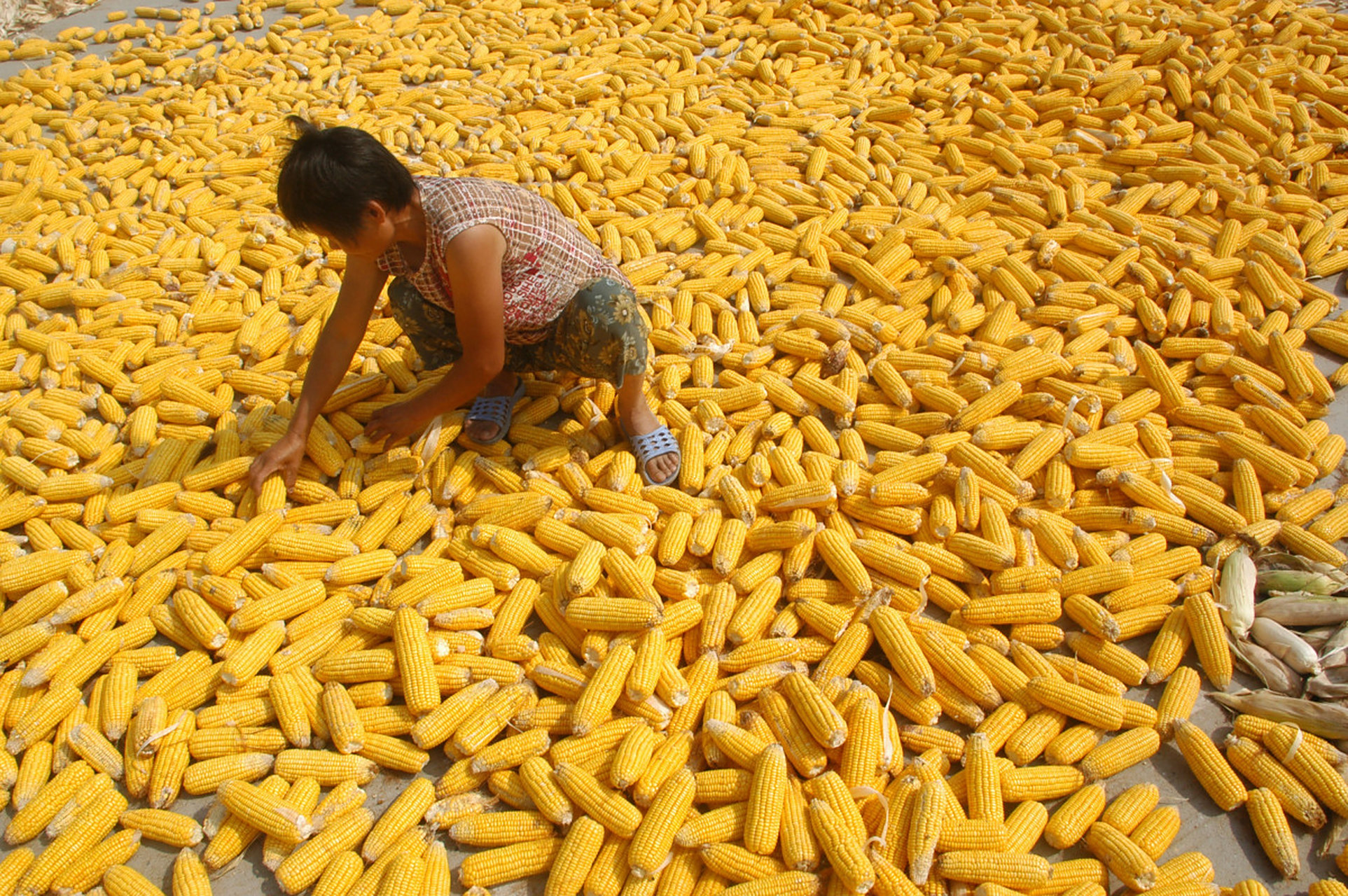 他们辛勤劳作,汗水湿透了衣裳,但是他们却从未抱怨过.