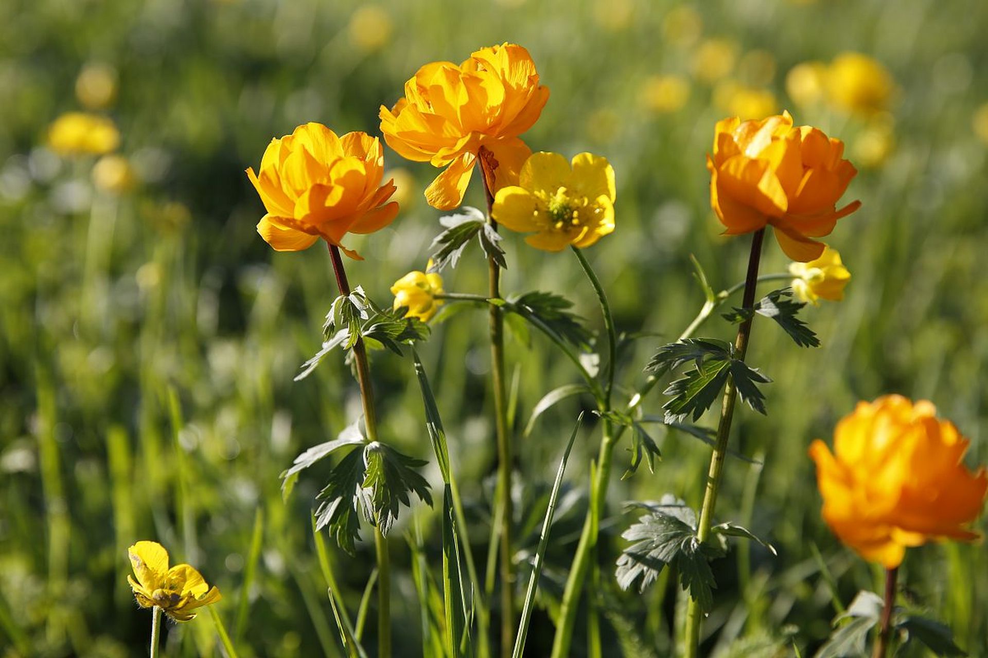 金莲花     【简介】:别称金芙蓉,旱地莲,金疙瘩,旱金莲,旱荷,金梅草.