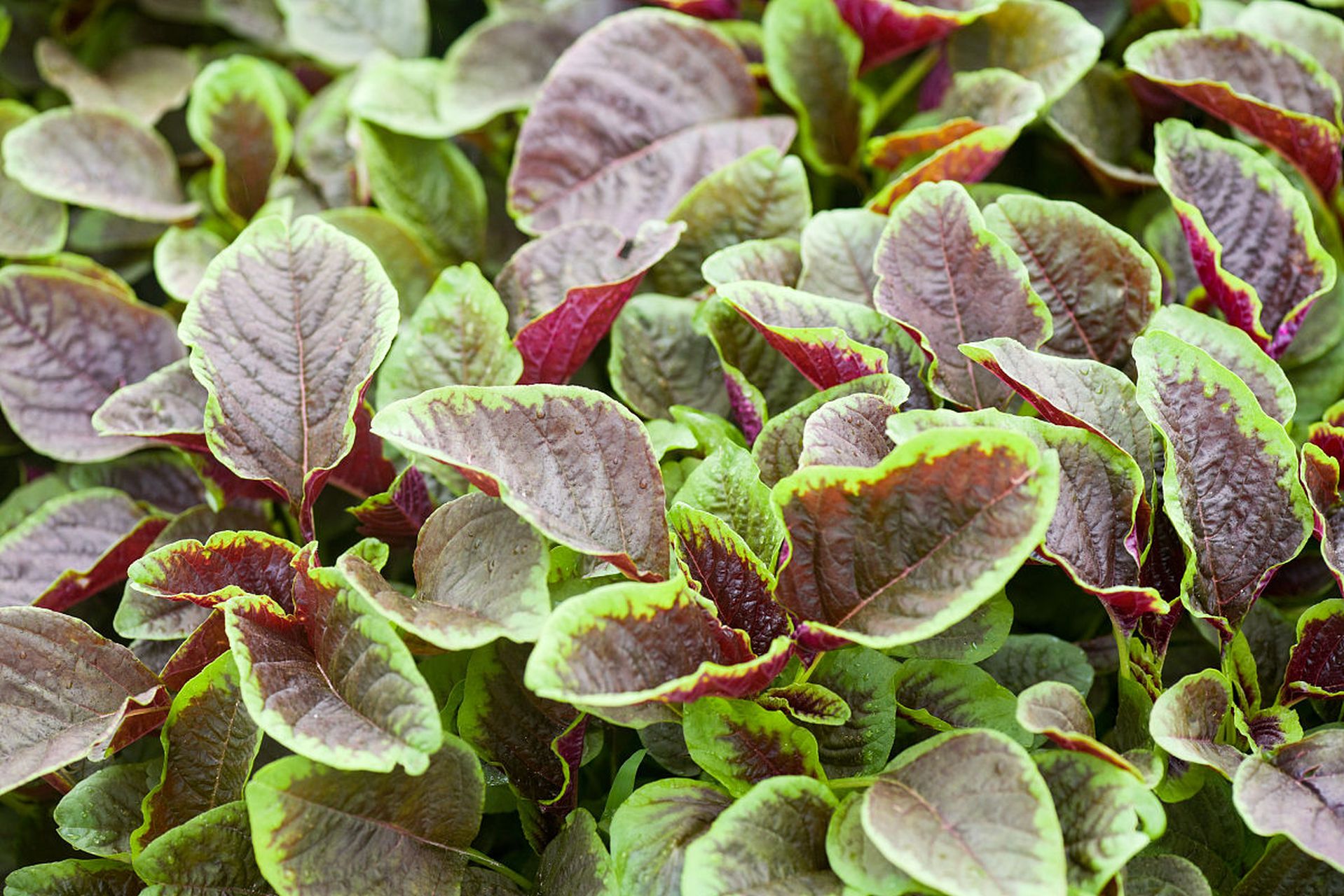 凉拌苋菜  材料:苋菜,蒜末,生抽,香油,盐,鸡精,芝麻,辣椒油(可选).