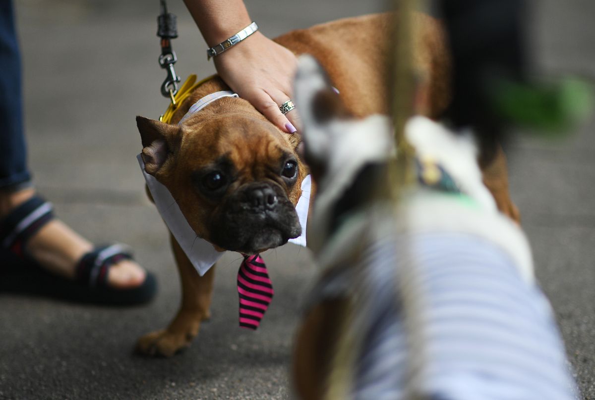 "探索法国斗牛犬:温和与忠诚的家庭伴侣"